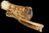Ornithomimus Caudal Vertebra - Montana #114434-2
